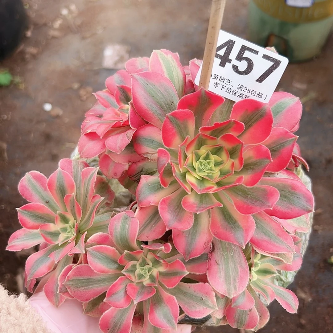 老桩女妖457多肉植物