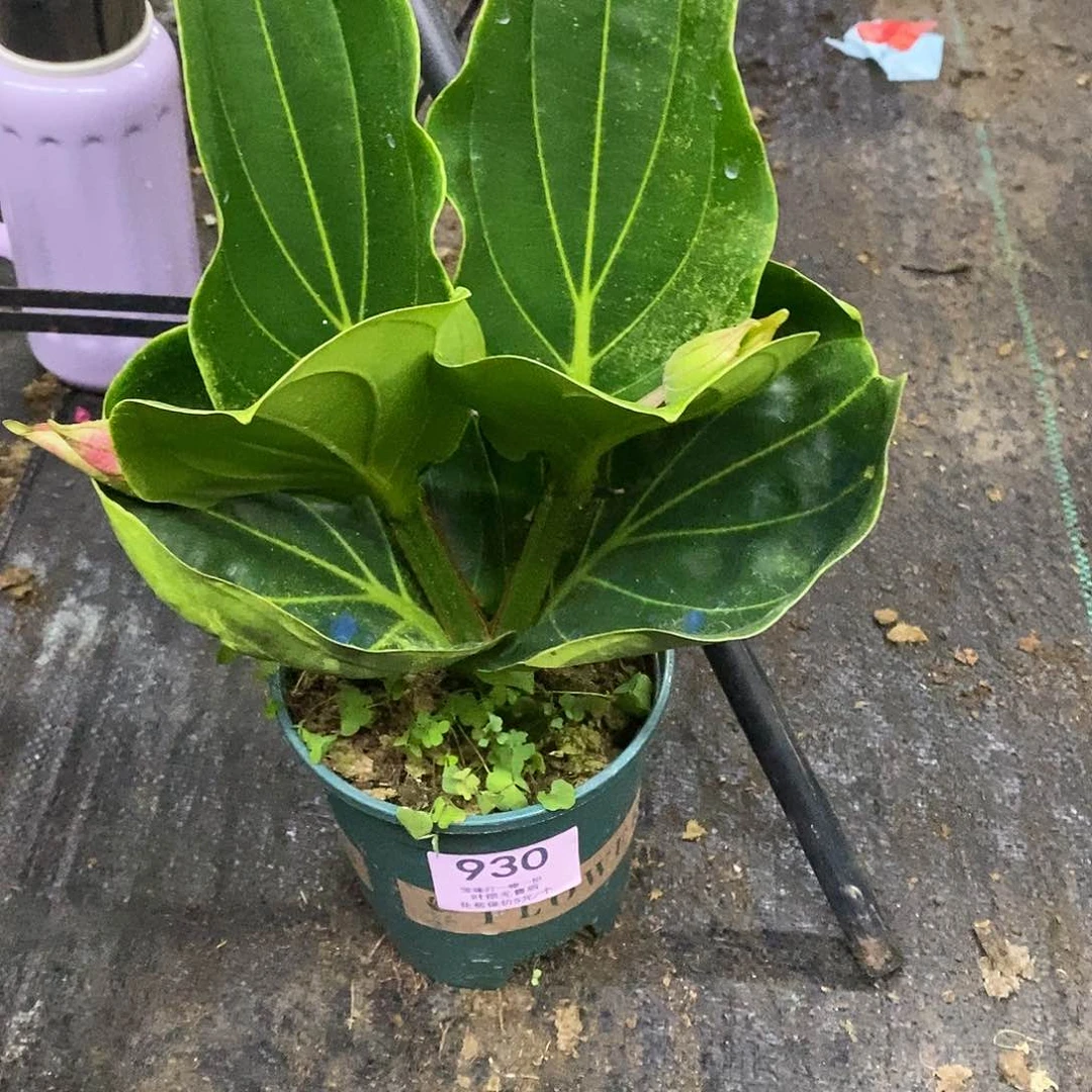 木本植物老*木本花卉930