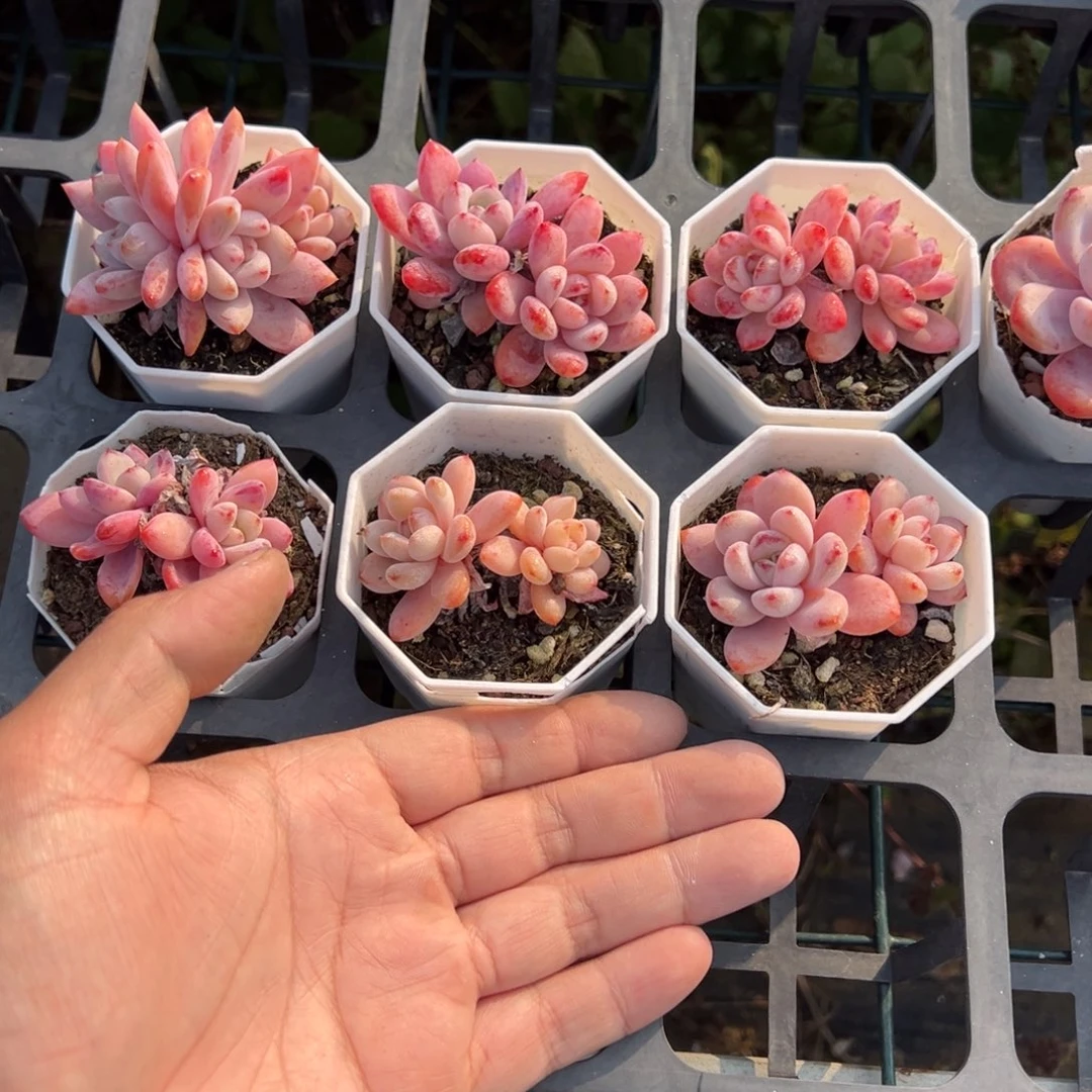 星星雪双头尾货到手1颗量拍多肉满18元包邮下午发货