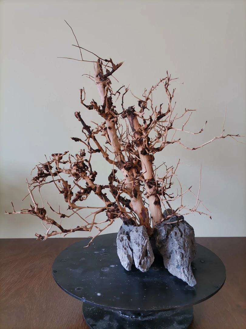 07莫斯树骨架/鱼缸造景/高品质/盆景式/超自然式/尺寸43X30X40