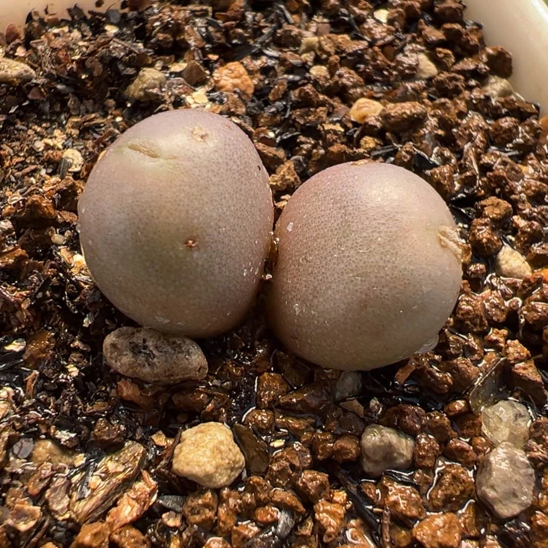 651多肉植物种类多样