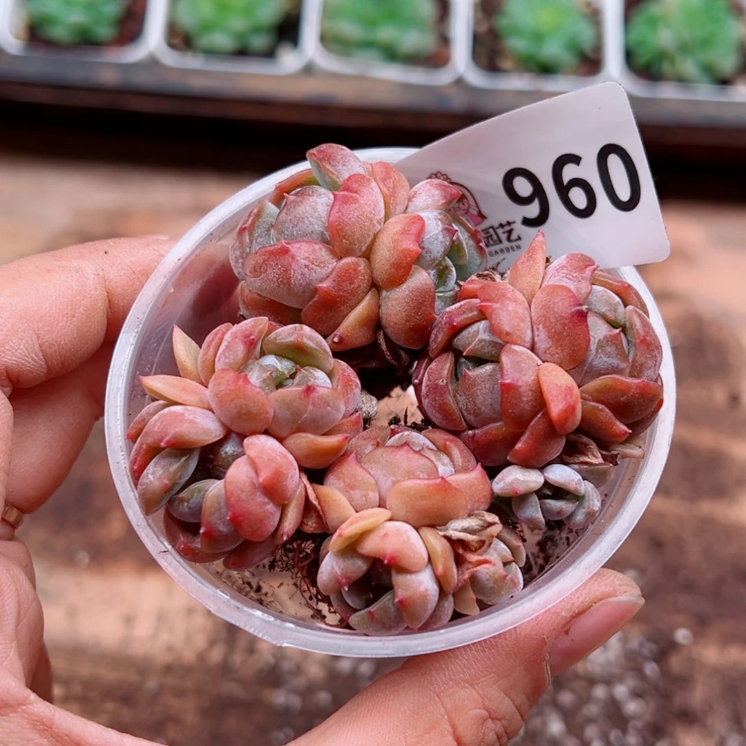 多肉植物多肉植物