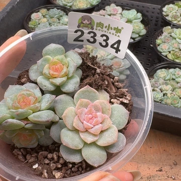 修****多肉植物多肉植物