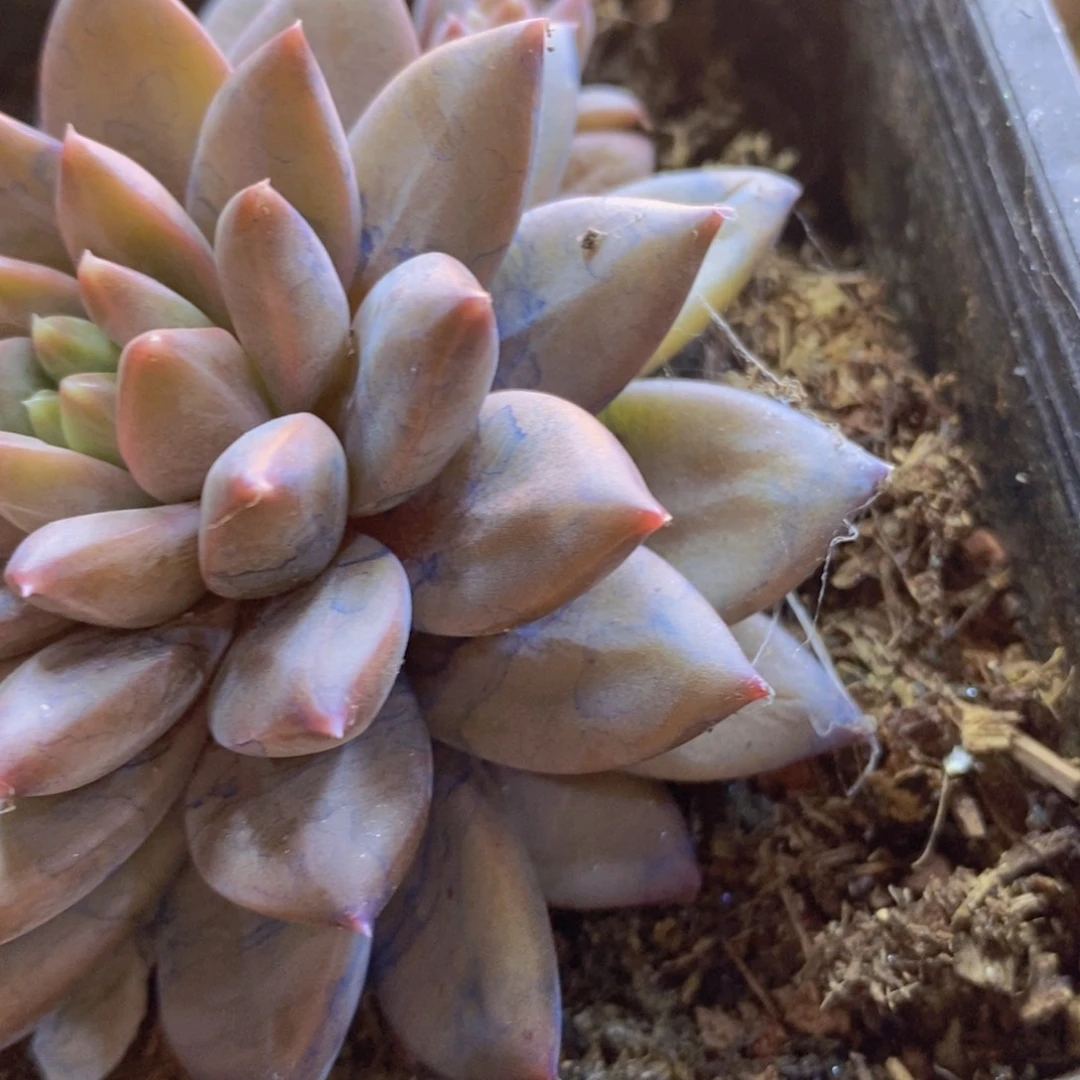 笼***?22号星空美人