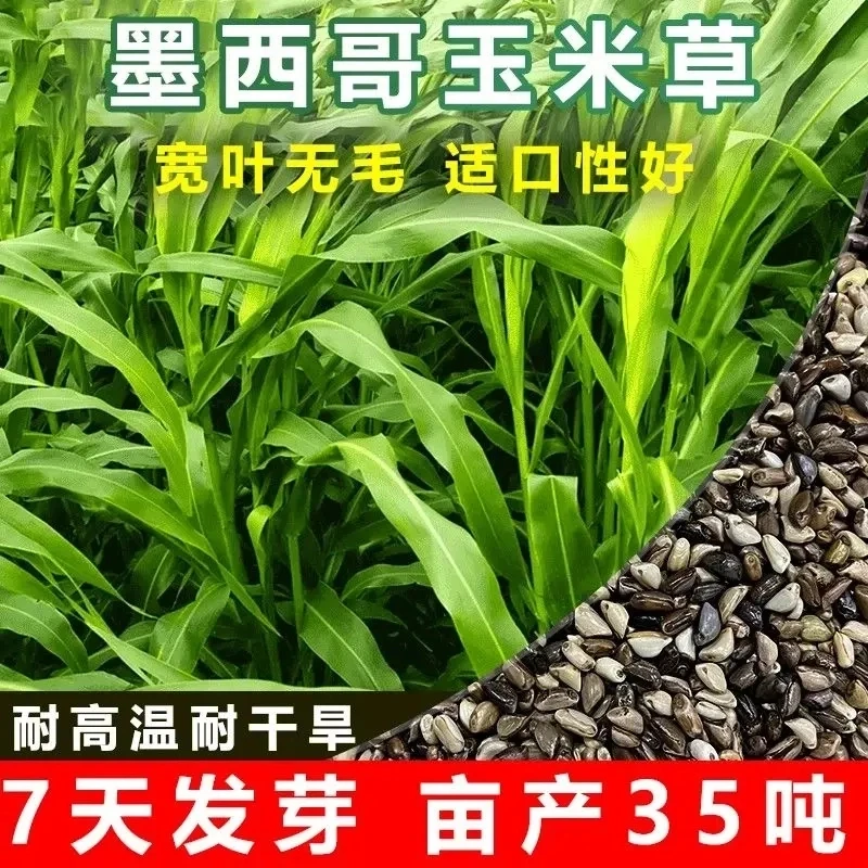 进口墨西哥玉米草牛羊吃四季无毛牧草种子养殖可重复收割高产草籽