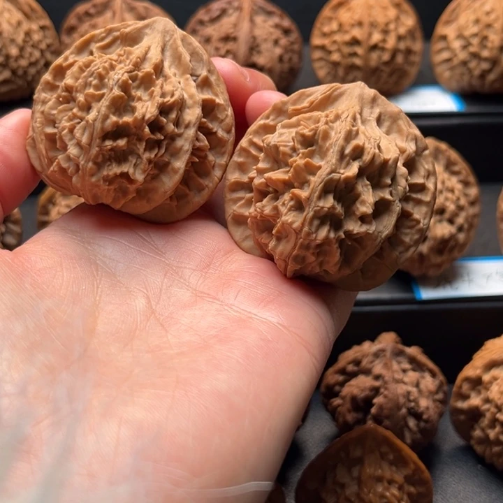 核桃秦岭45野生官帽