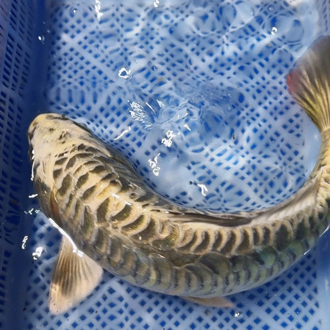 锦鲤精品锦鲤包邮包损