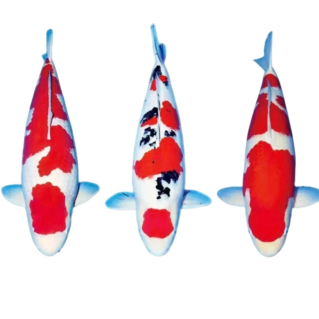 纯种红白锦鲤鱼冷水淡水观赏鱼鱼苗好养耐活鲜活锦鲤观赏鱼