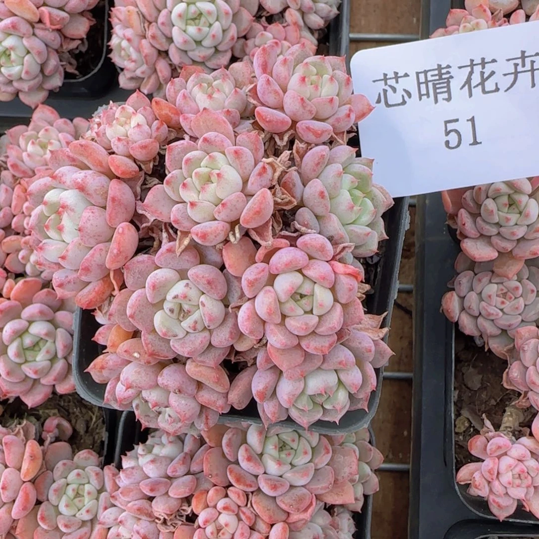 多肉很小看清楚下单拒绝非品质售后51