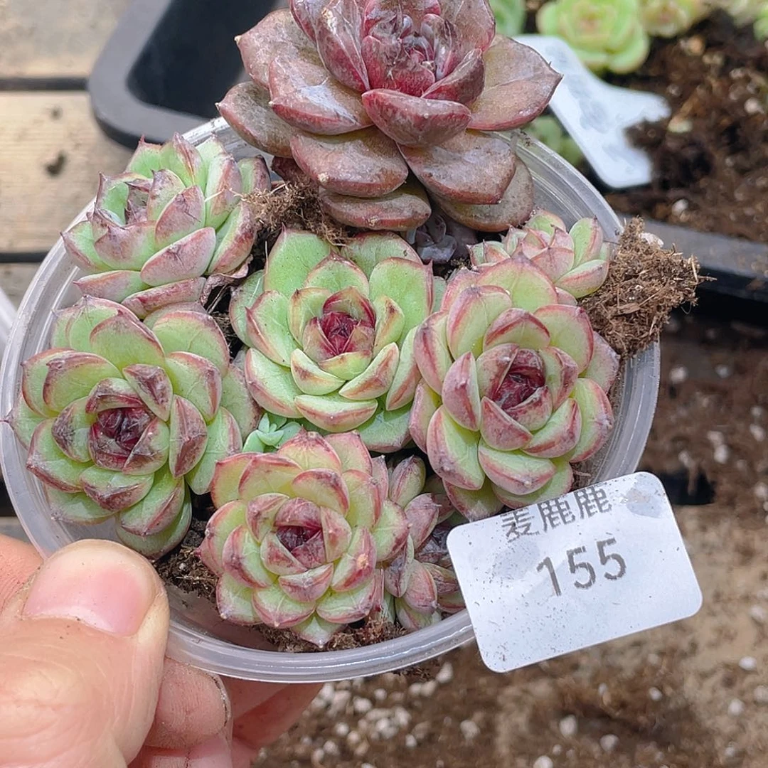 有***起155。定。