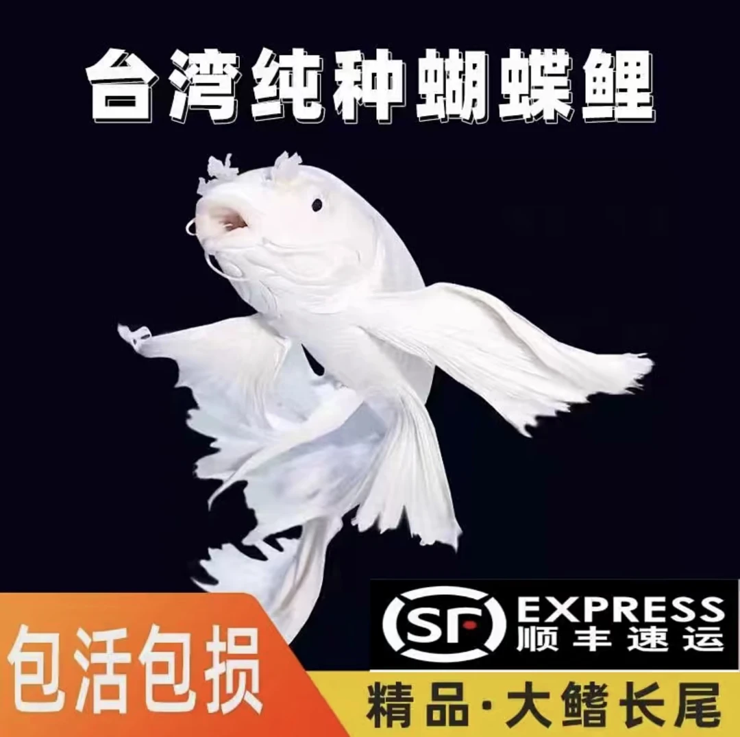 AA11-13厘米纯种台系蝴蝶鲤短身发鳍发尾好养耐活可混养