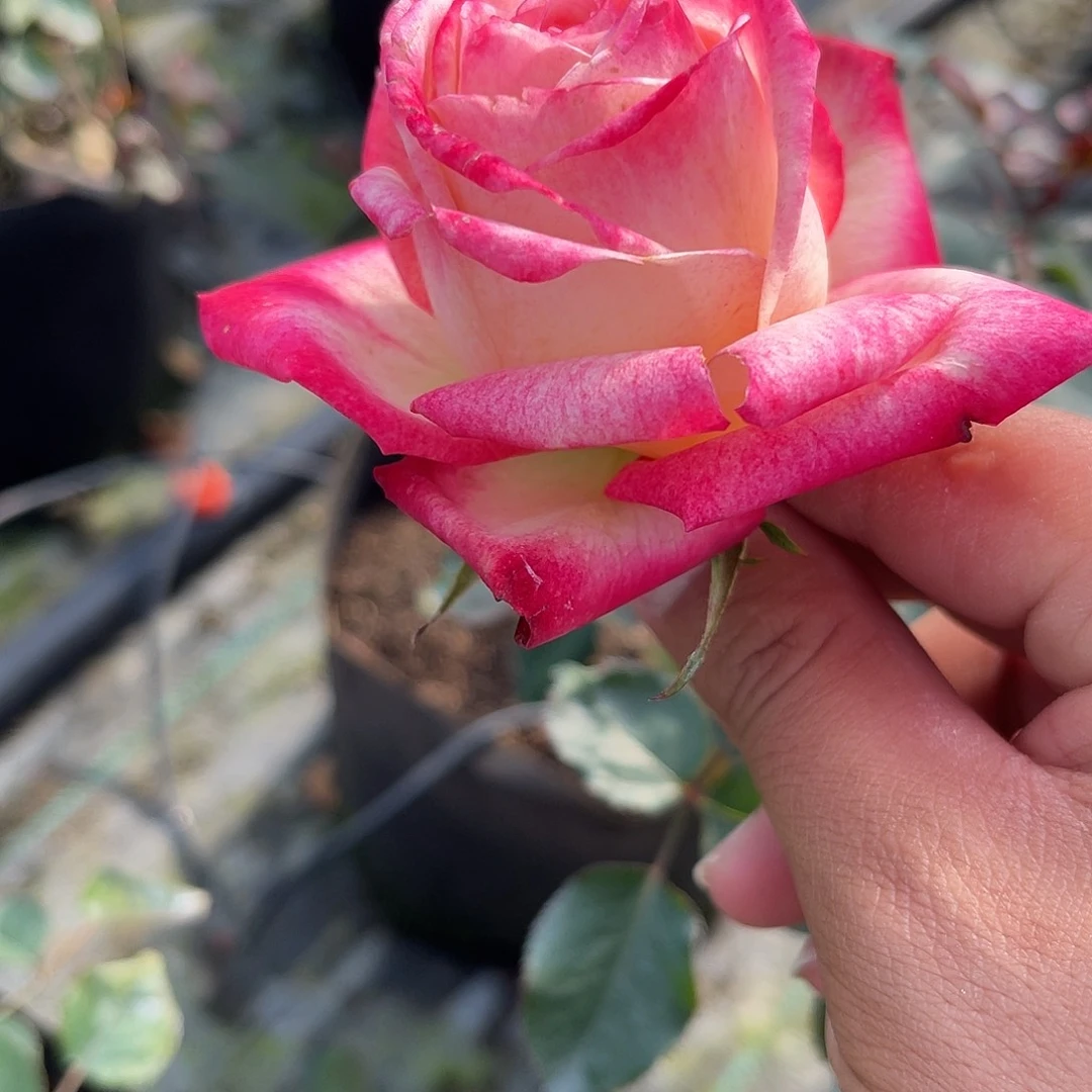 无花朵———弥漫 福利款