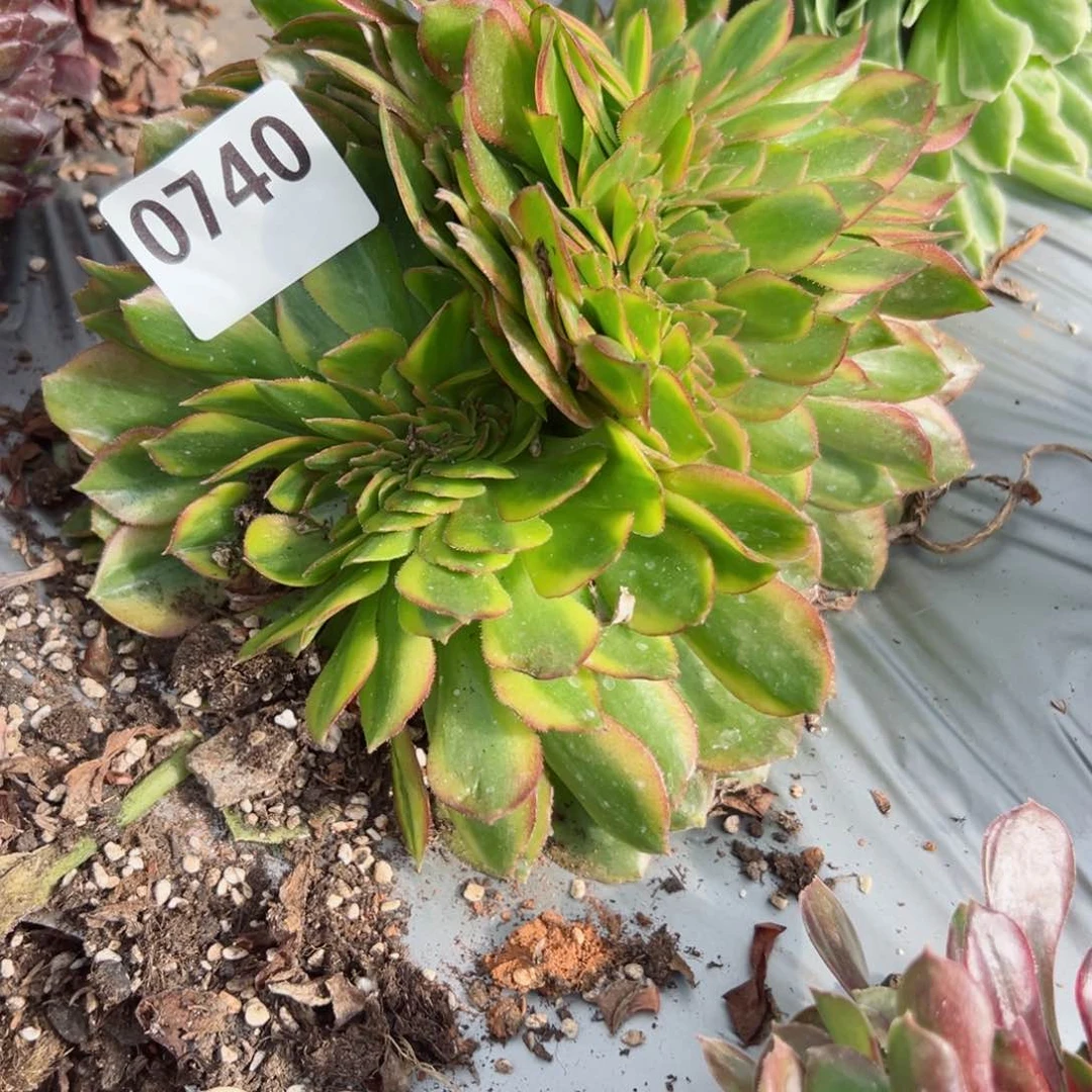 740 号多肉植物法师新年福利