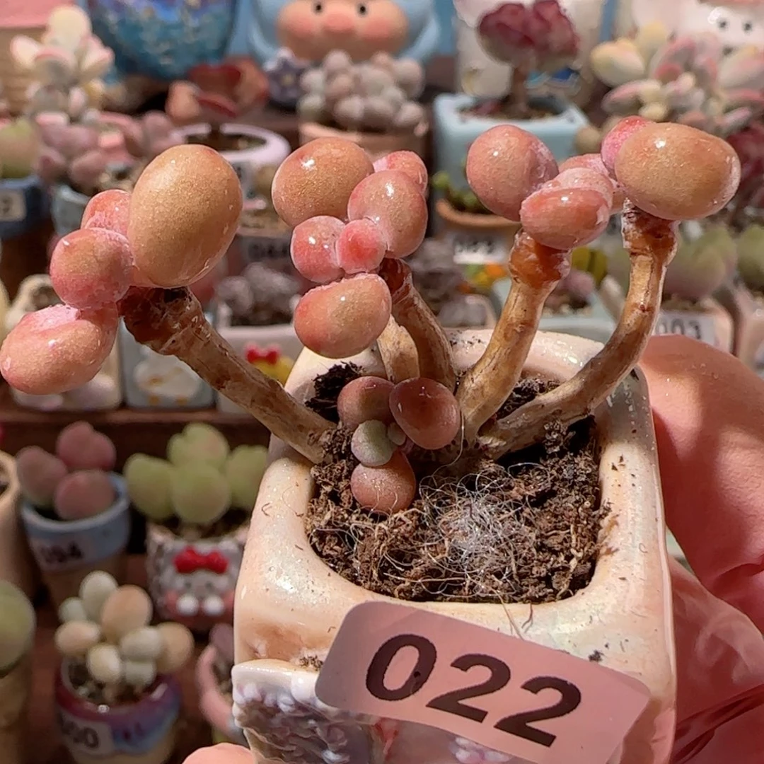 造型桃蛋 盆口2.5cm