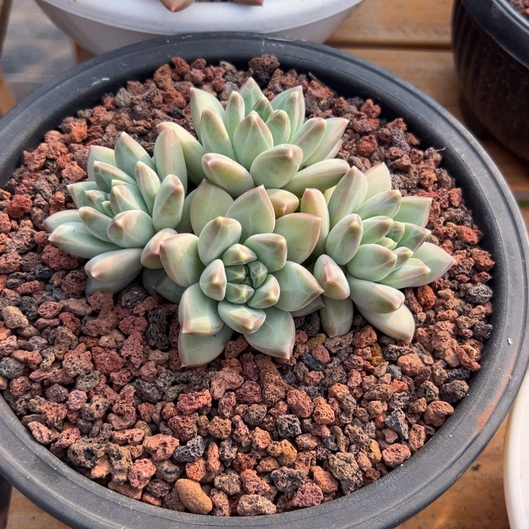 多肉绿源美人【非偏远地区满18包邮】