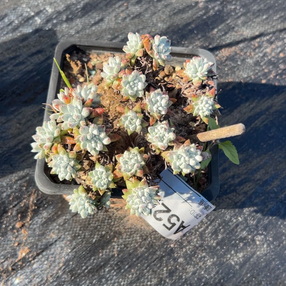 可爱白菊～一物一拍527