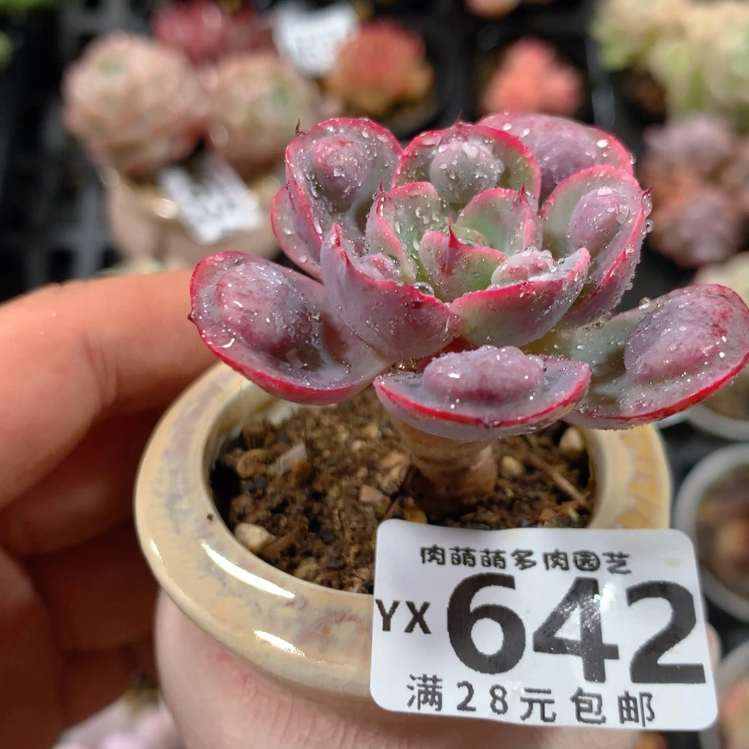 5CM拇指盆精控多肉YX642