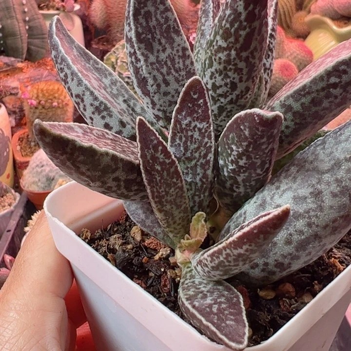 闯*你们要的就是这种风格哦我们