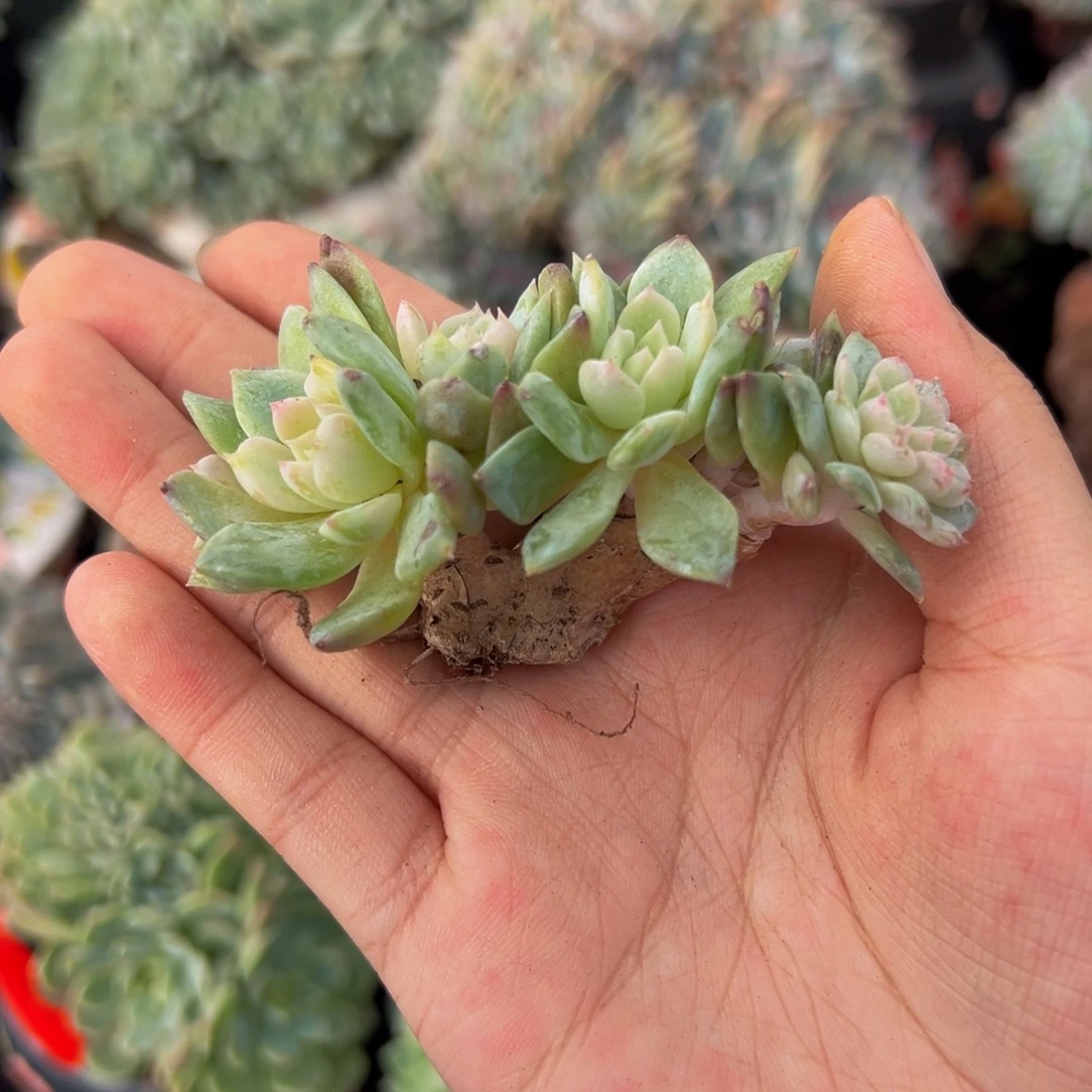 草莓冰沙琥珀缀微瑕