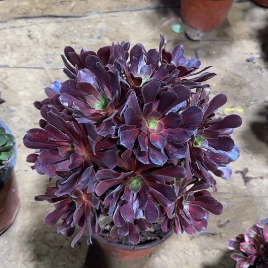 花纳掐心4号棚样品15.8