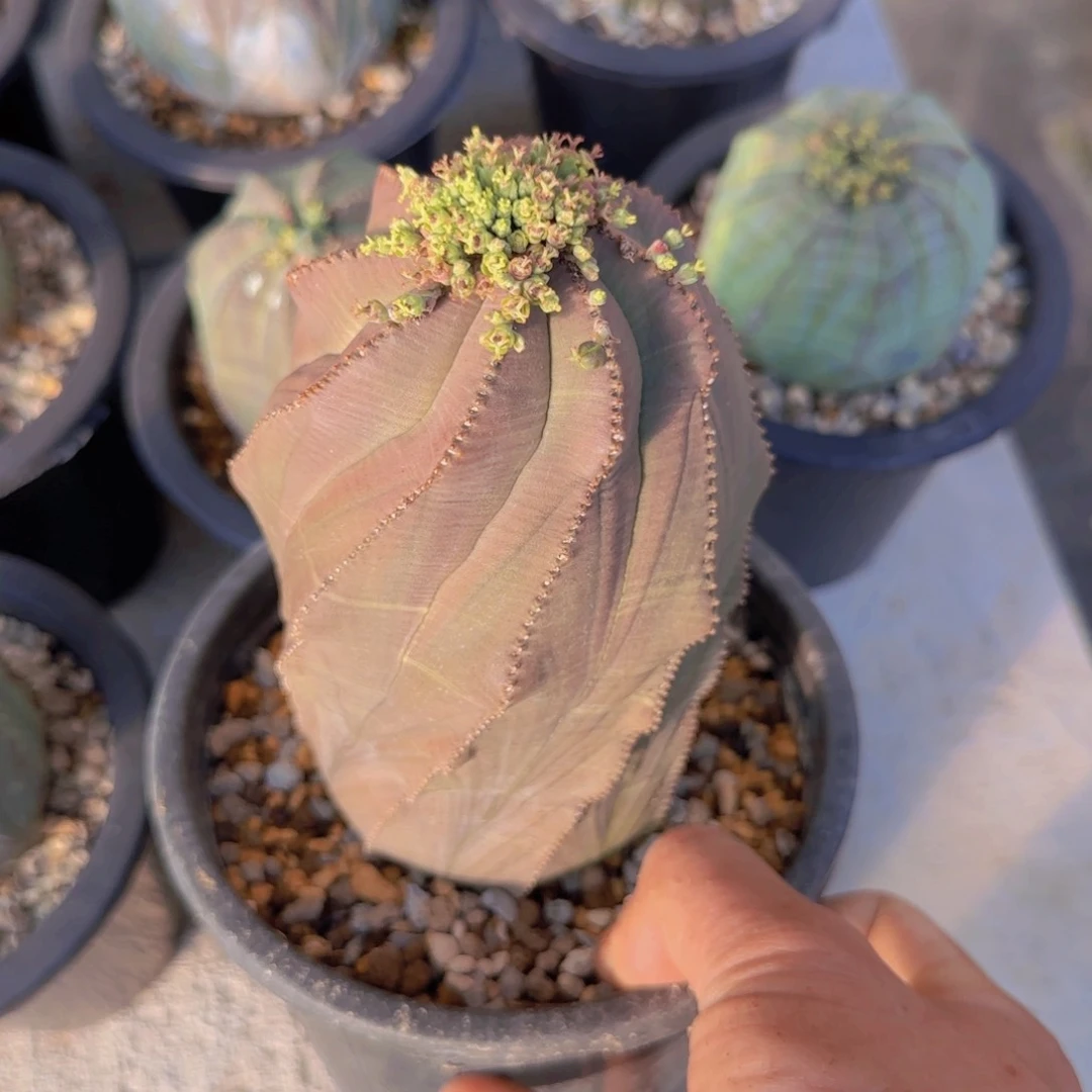 p****?块根植物块根植物