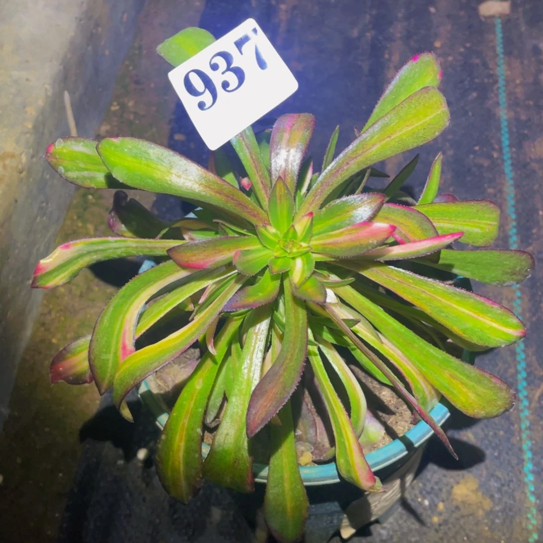 黑法师七彩drq937