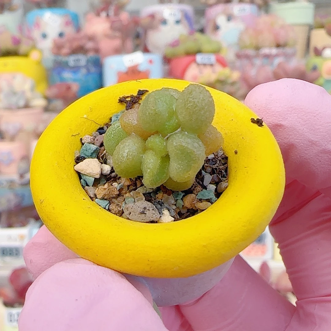 L 小银之卵 盆口2.5cm