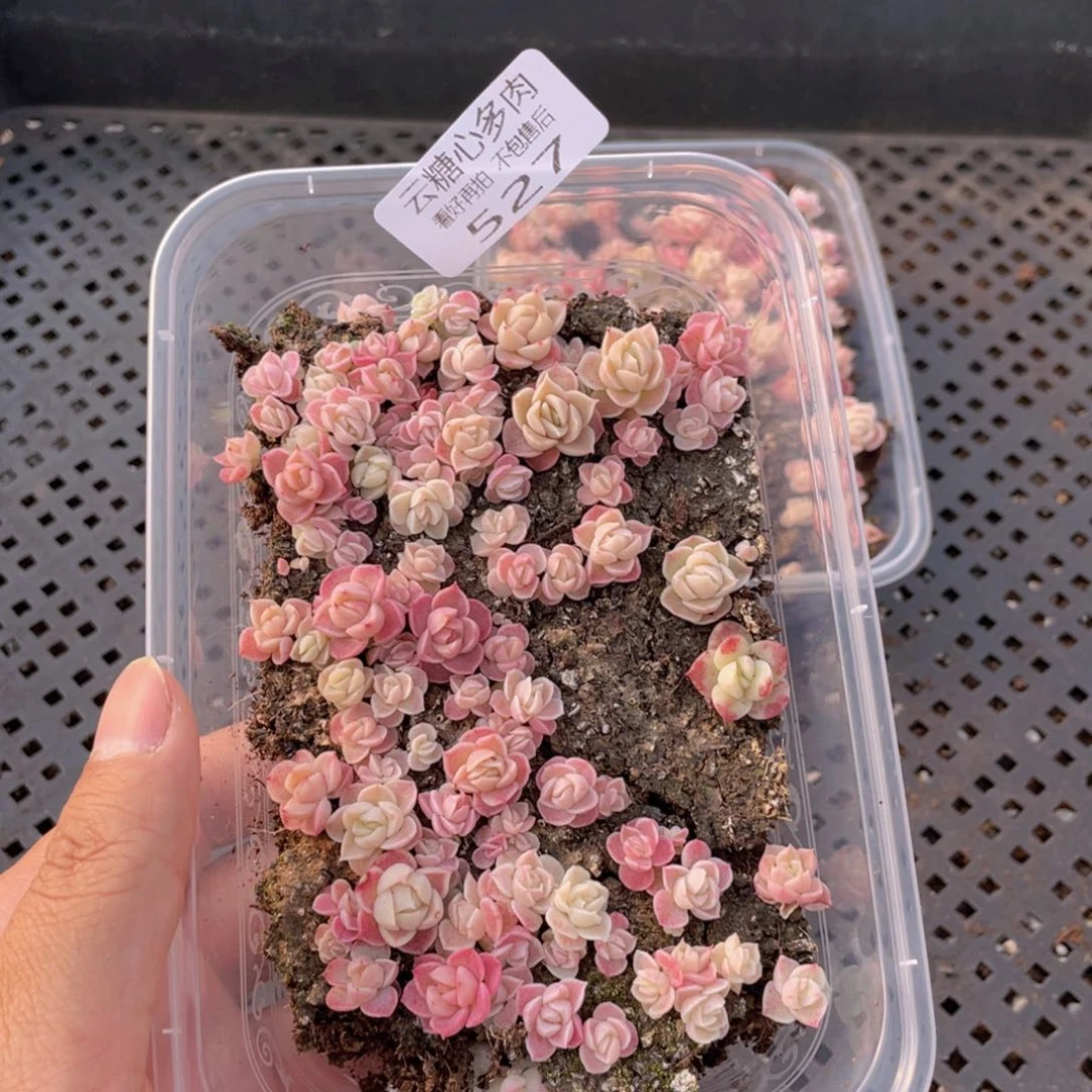 云糖心多肉植物527