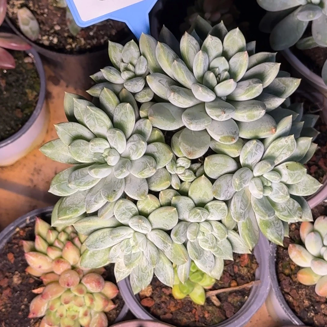 多肉植物啊蒂纹美人优选001