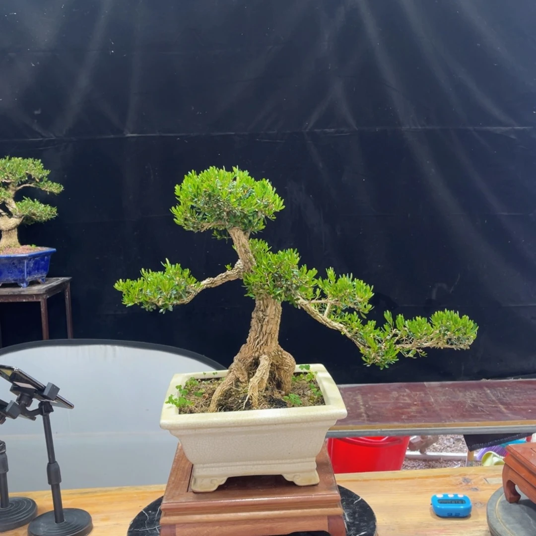 盆景家有黄杨 富贵吉祥