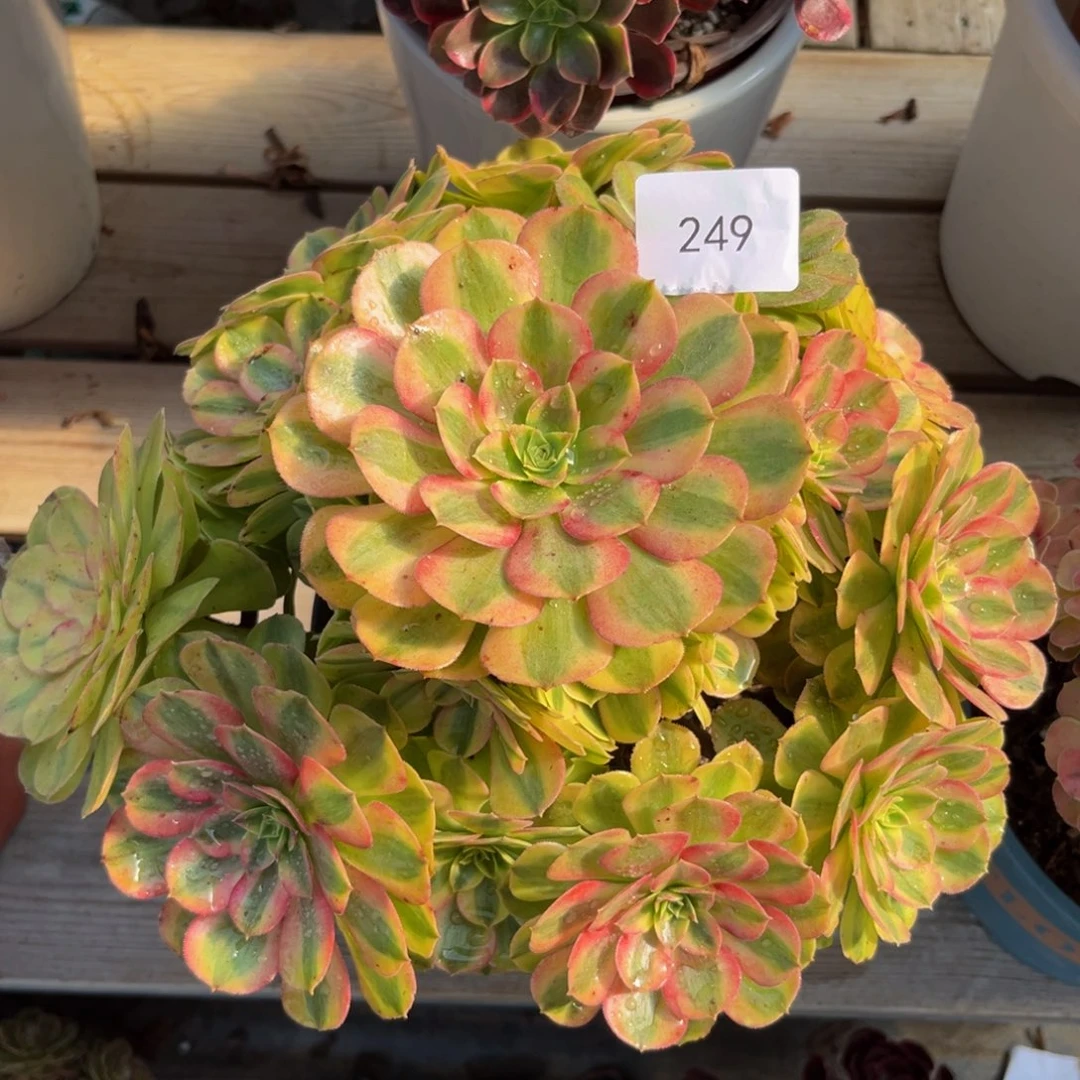 249雨荷精品法师多肉