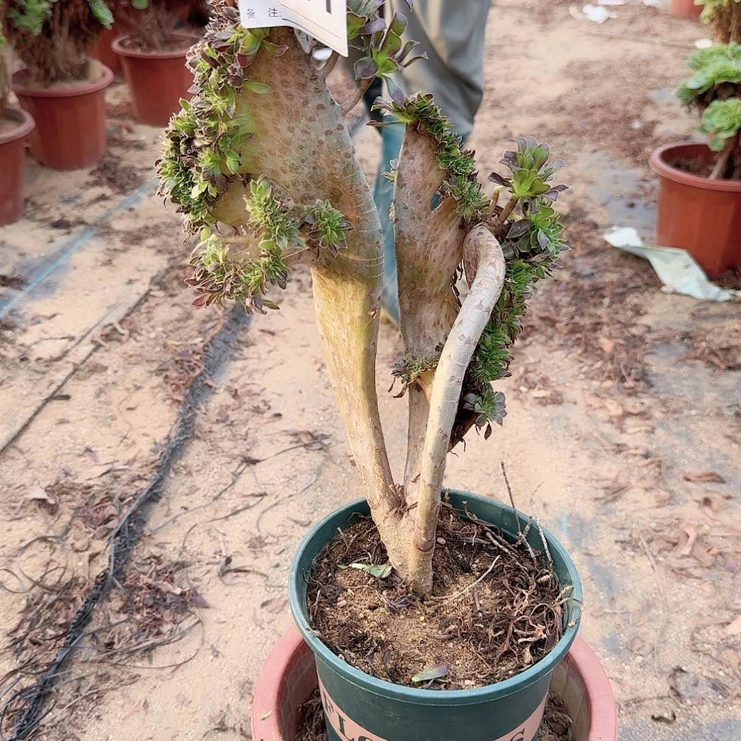 091黑法师一颗呀呀呀