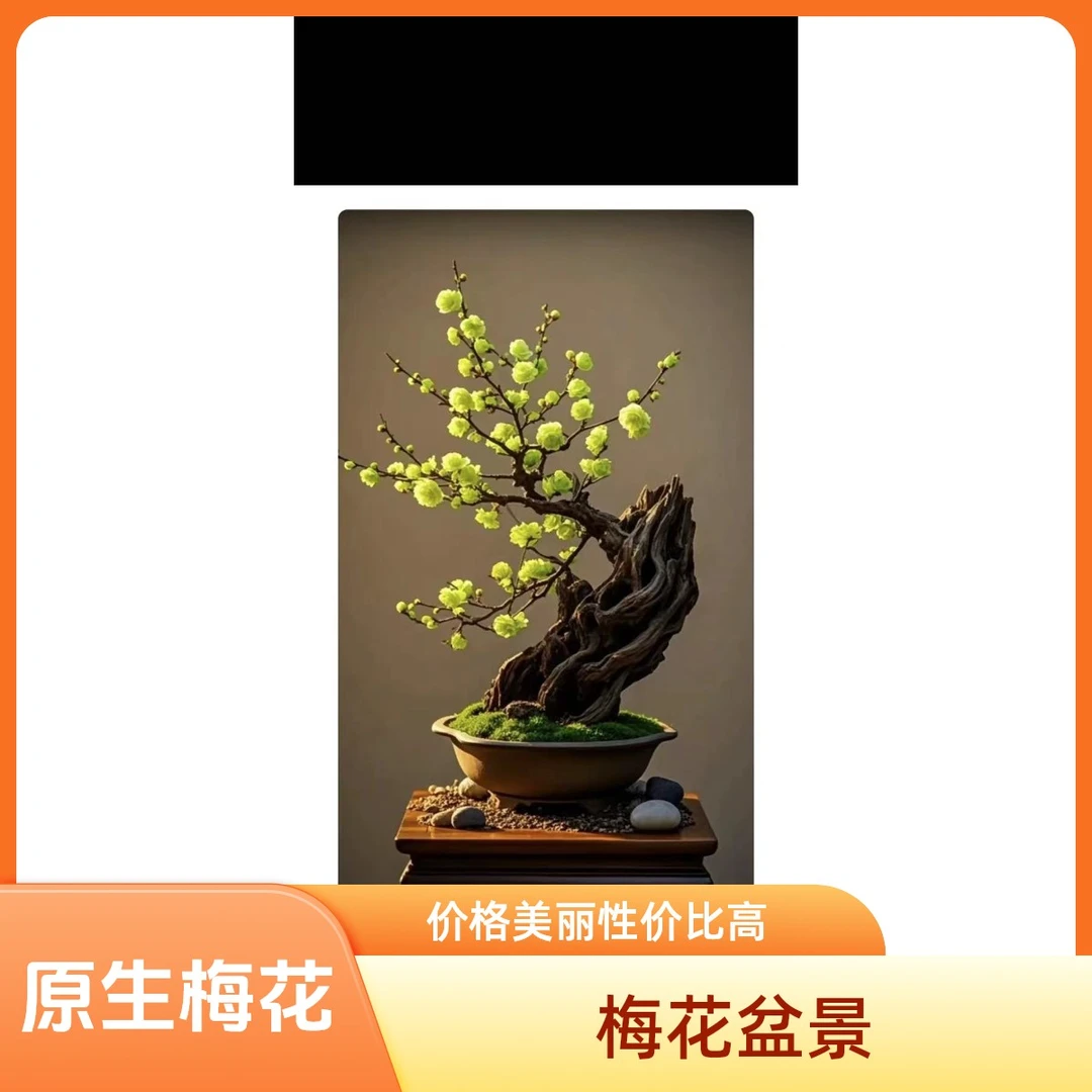 梅花盆景绿梅老桩阳台庭院耐寒开花好养花卉