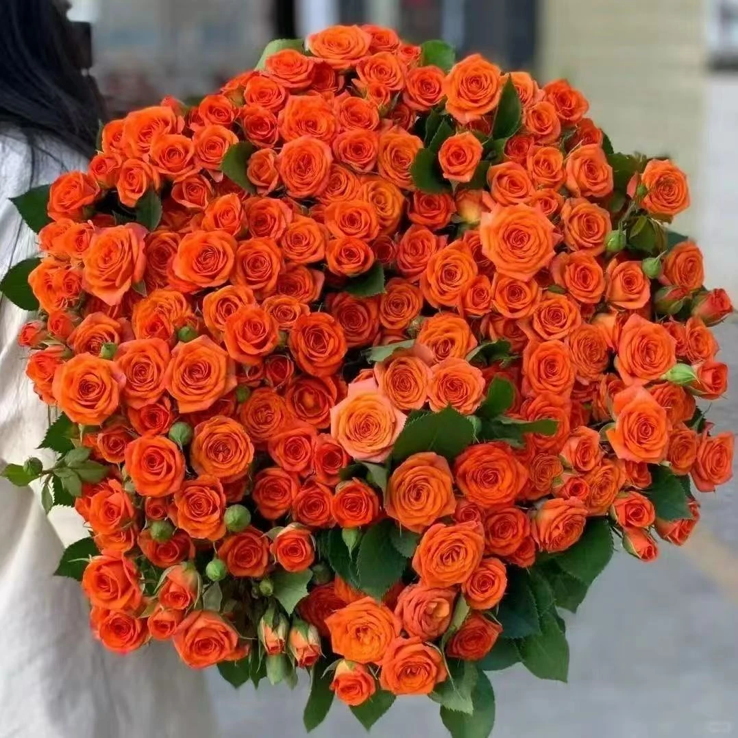 云南高品质鲜切花橙色芭比多头玫瑰基地直发（不做垃圾花）