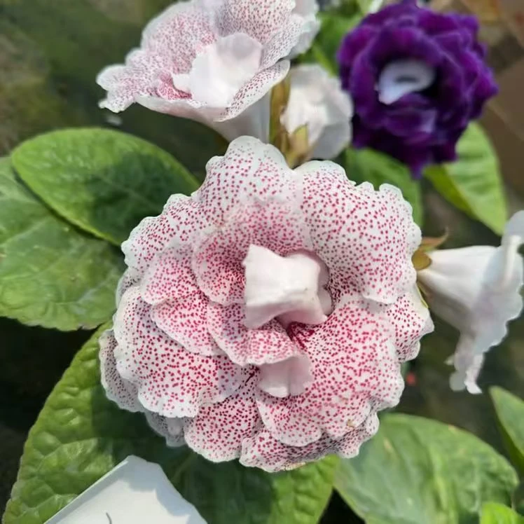 [麻点]大岩桐芙蓉A链接