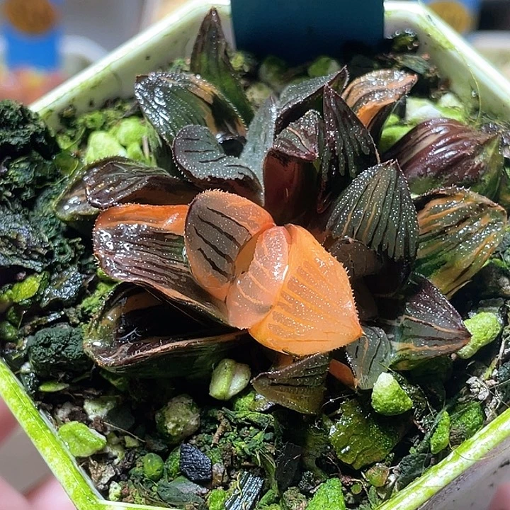 526三头夜想锦特选福利