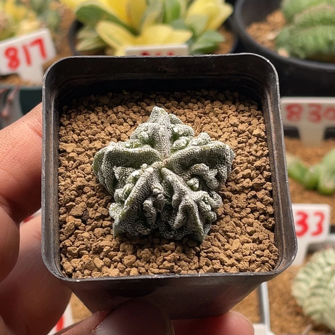 实生银沙木耳核桃鸾凤玉