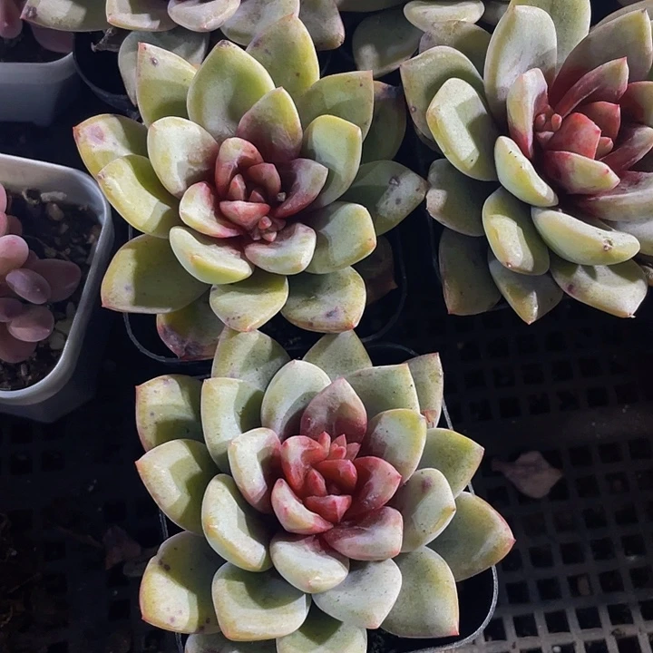 6.5方德国大香槟带盆