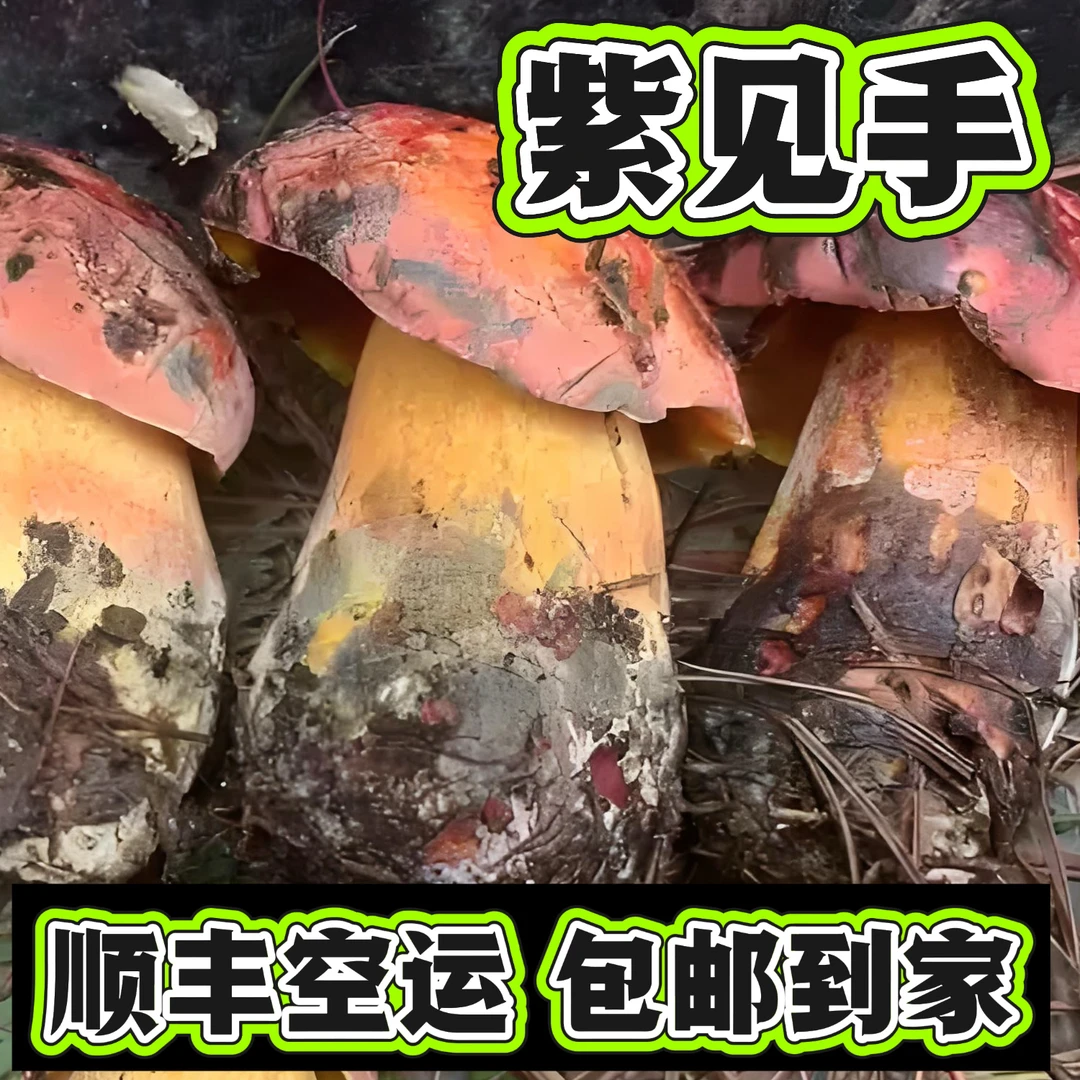 云南野生紫葱牛肝菌见手青山珍顺丰包邮
