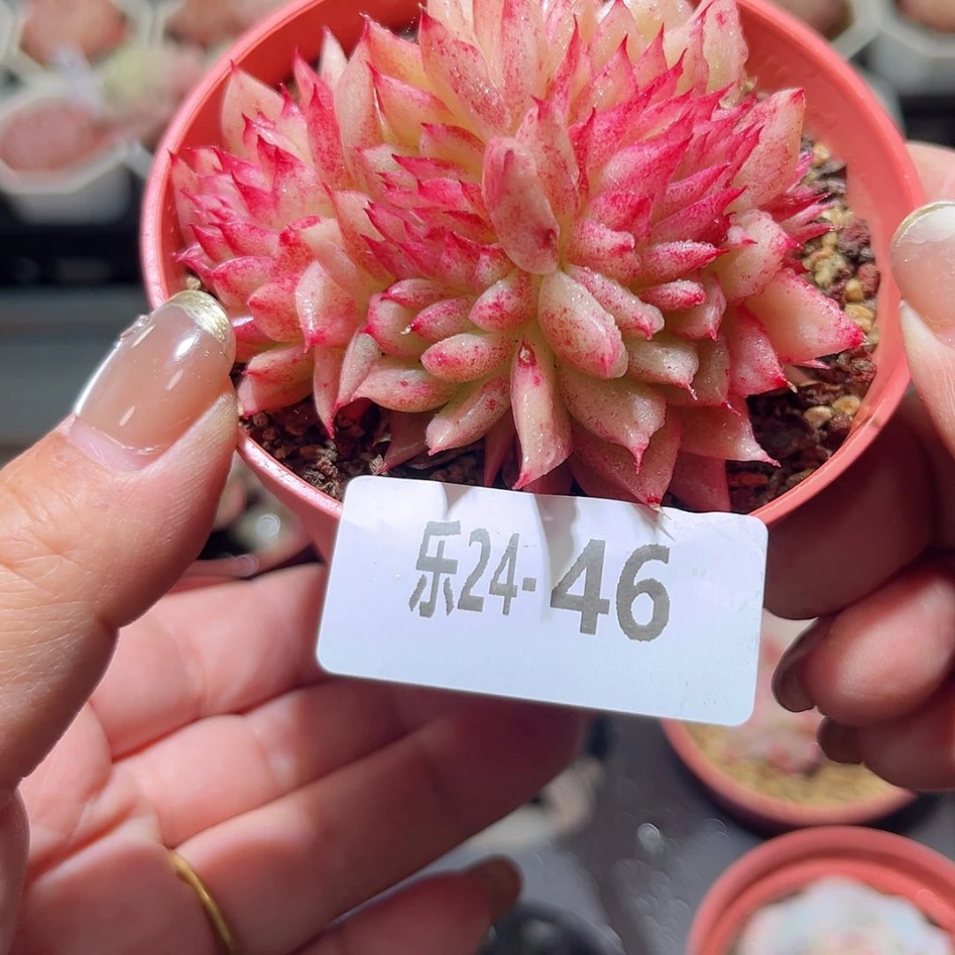 乐24-46 菊花台群