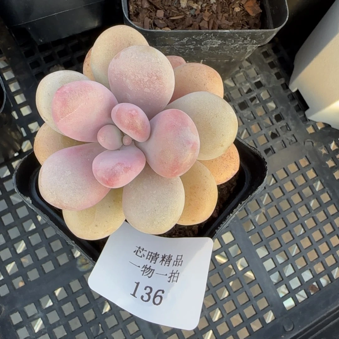 闪购精品多肉1360号