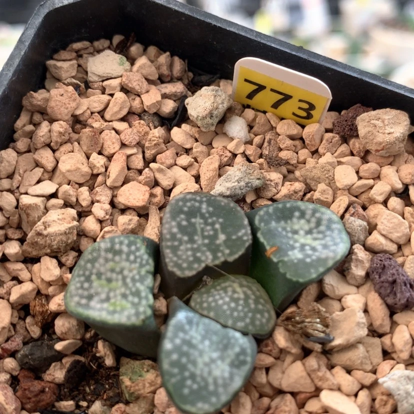 【闪购商品】773点点
