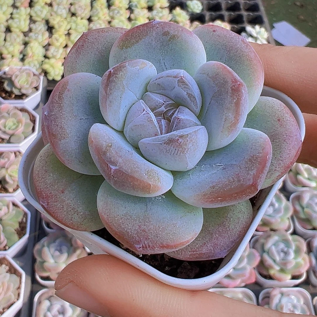 5.5盆大紫心冰玉2颗多肉