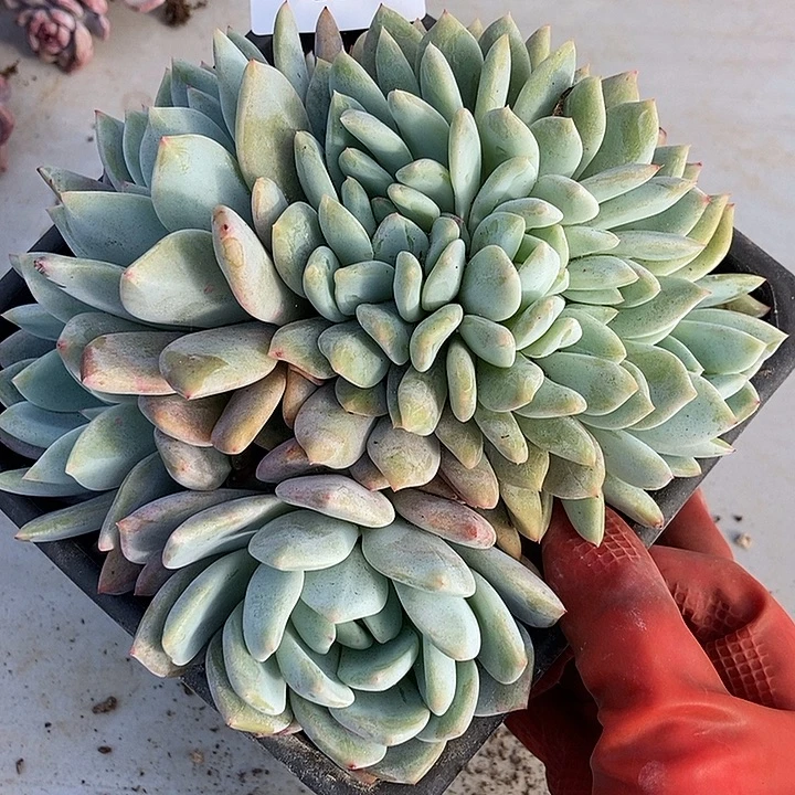 2 号一物一拍不退不换