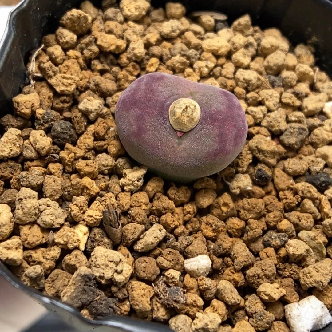 多肉植物肉锥杂交K-539