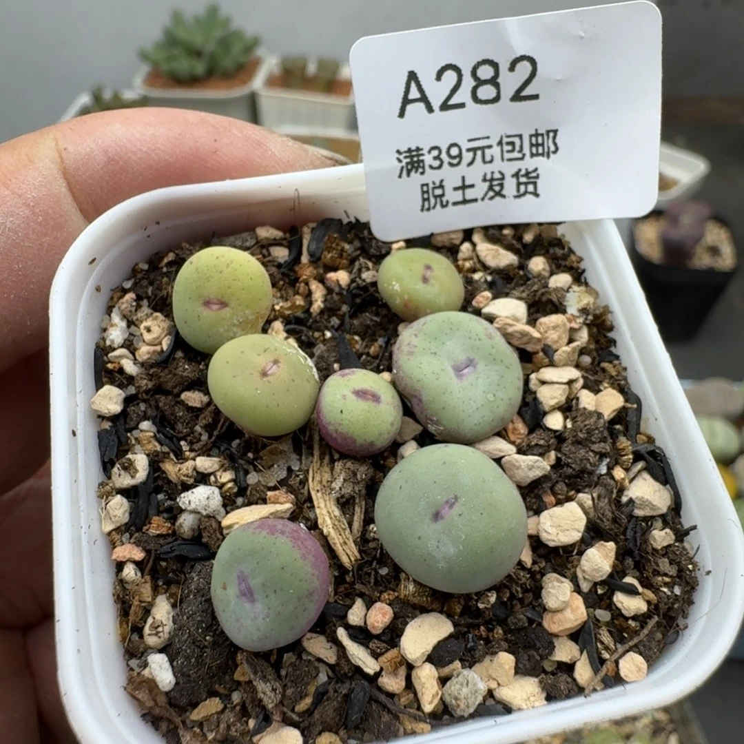 282哈哈哈哈哈哈哈