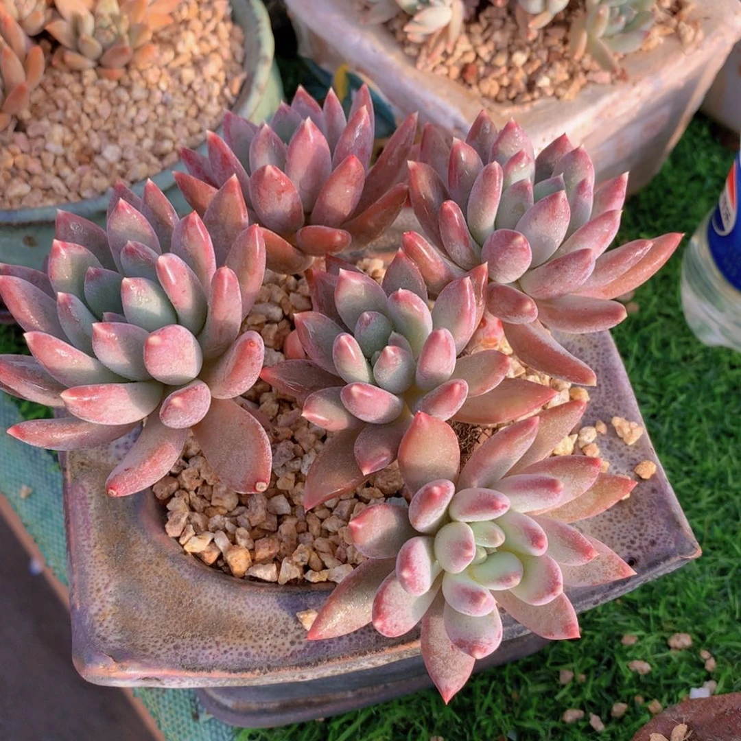 美人群14 公分一物一拍