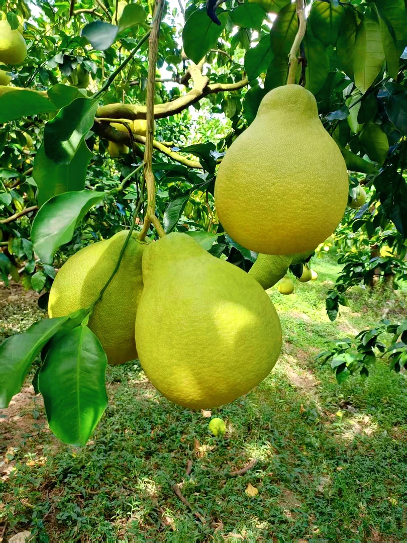 【沙田柚尝鲜装】正宗广东梅州沙田柚 高山老树果新鲜多汁 柚香清甜