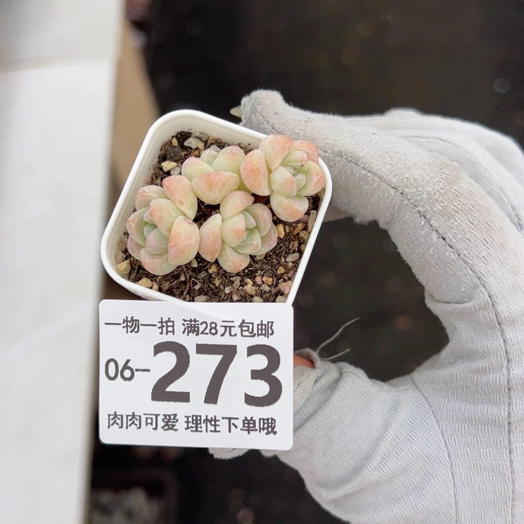 冰玉多肉多肉多肉多