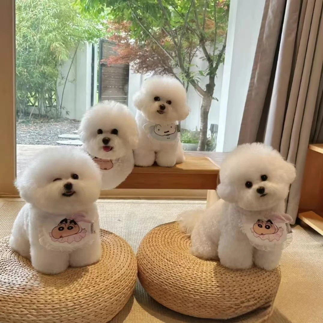 七月家自提预约链接雪纳瑞比熊宠物狗狗